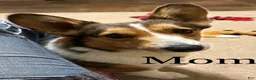 Welsh Corgi Pembroke dogs for sale: Charlie tailed baby - Ad 8