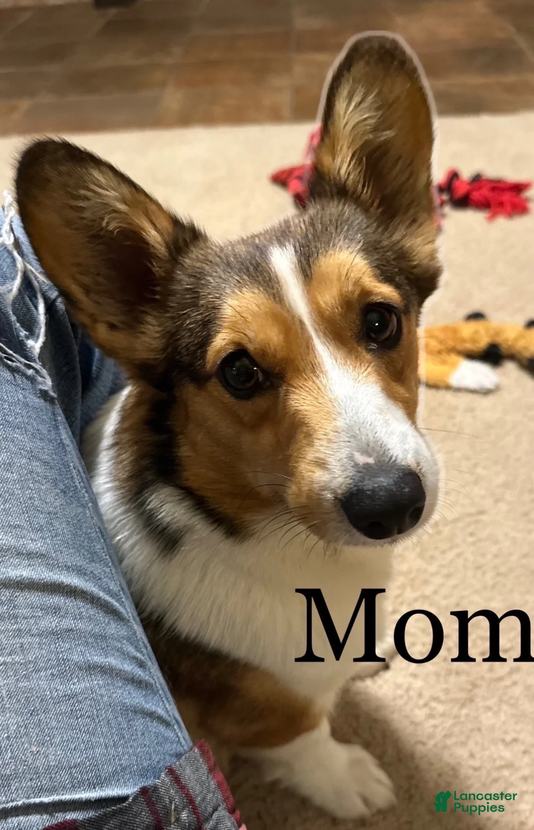 Welsh Corgi Pembroke dogs for sale: Charlie tailed baby - Ad 8