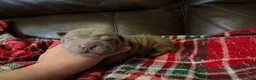 Shar Pei dogs for sale: Parker - Ad 4