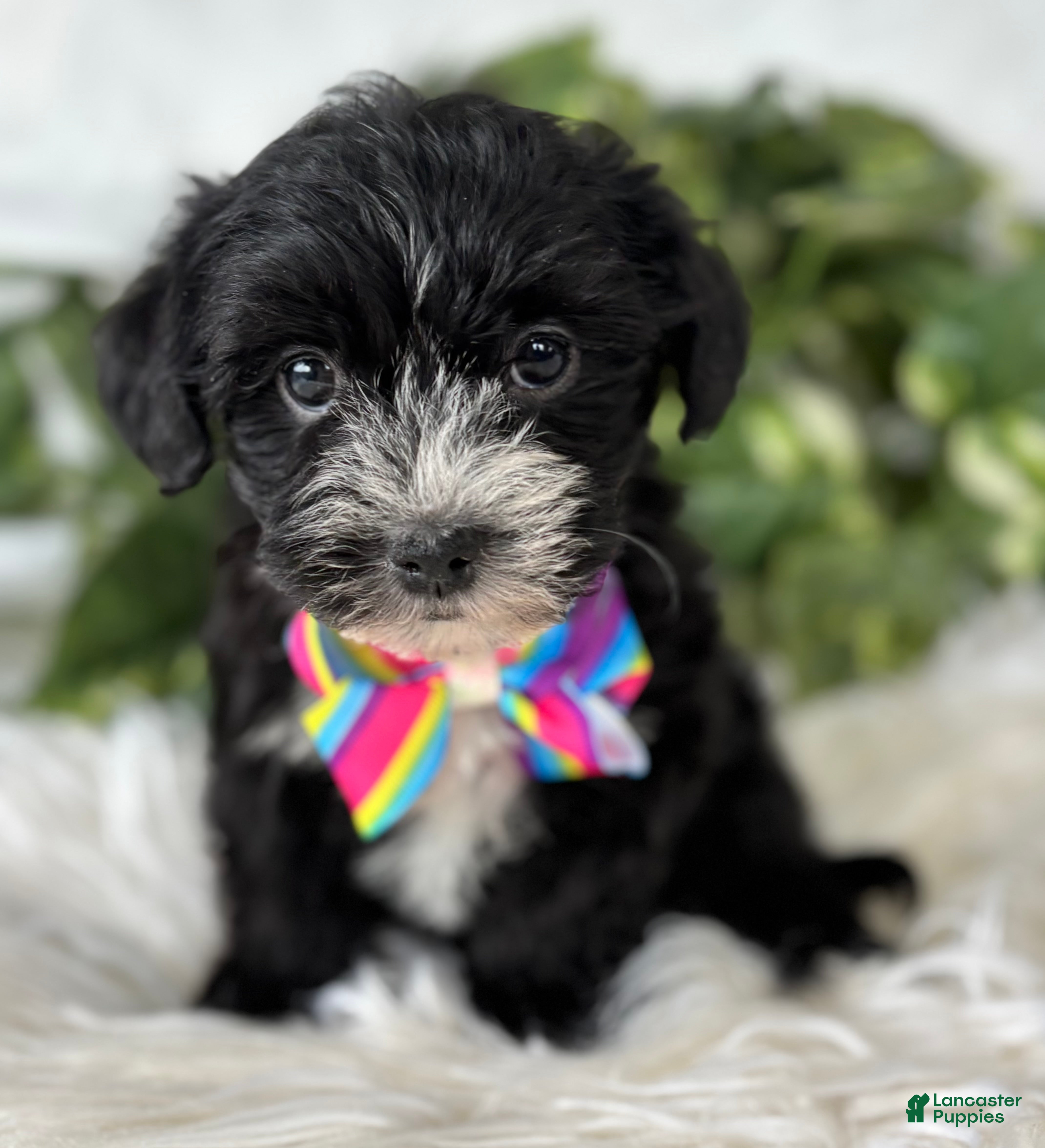 Morkie dogs Patrick - Ad 1