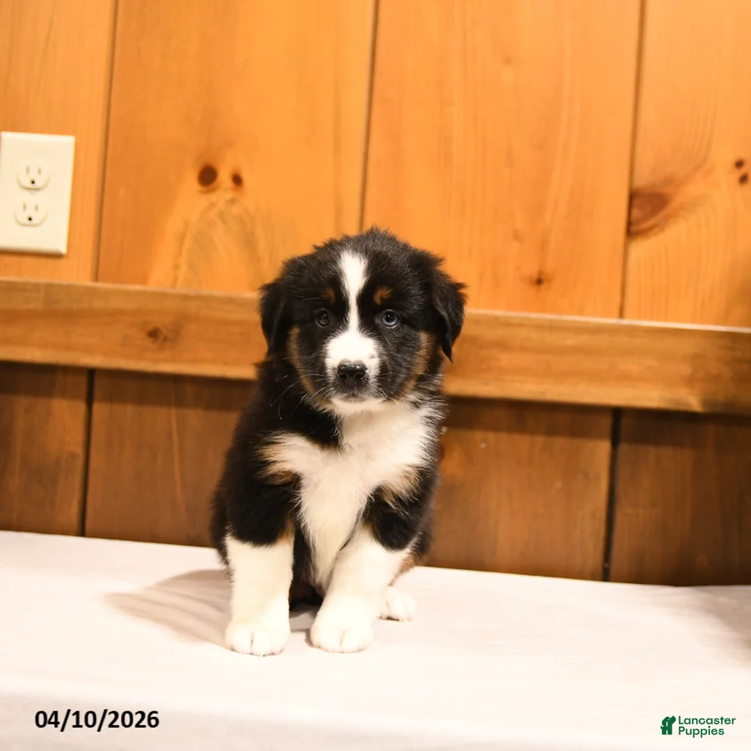 Miniature Australian Shepherd dogs for sale: Kisses - Ad 5
