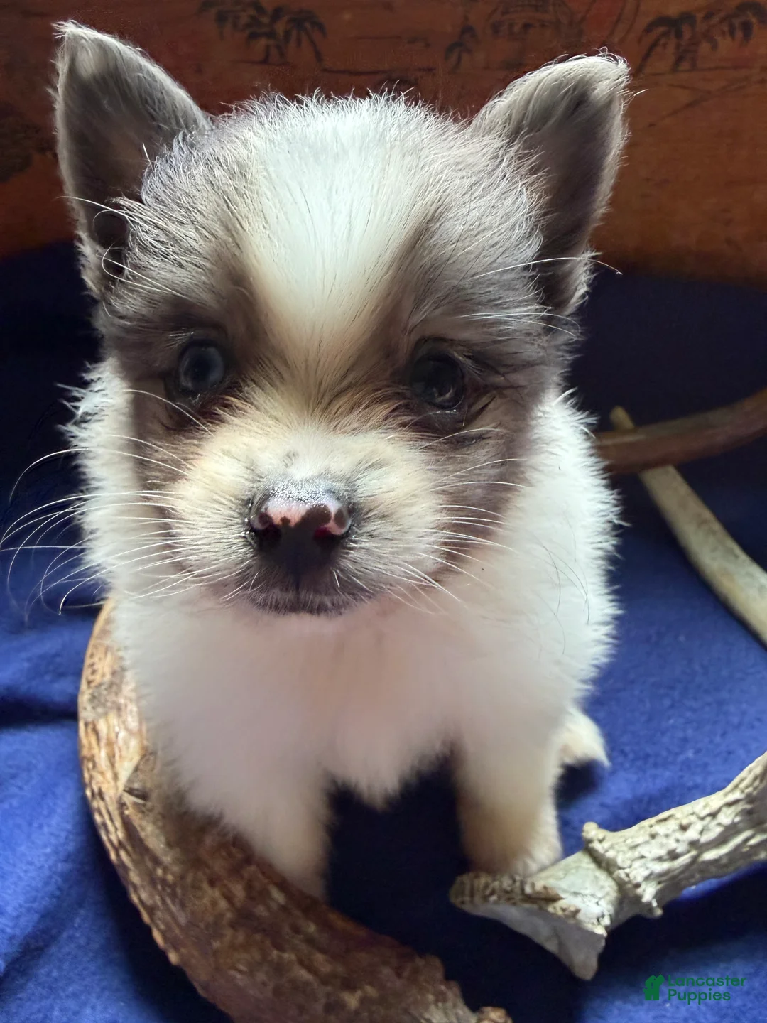 Pomeranian dogs for sale: Pomeranian 2 - Ad 1