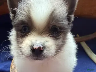 Pomeranian dogs for sale: Pomeranian 2 - Ad 2
