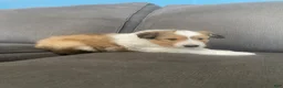 Shetland Sheepdog dogs for sale: Shetland Sheepdog Puppy 2 - Ad 4