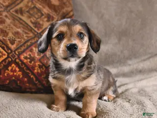 Miniature Dachshund dogs for sale: Diesel - Ad 1