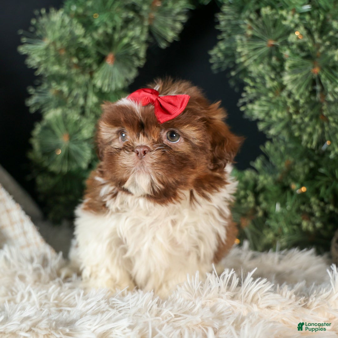 Shih Tzu dogs for sale: ROMEO - Ad 8