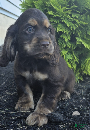 Cocker Spaniel dogs Holly - Ad 1