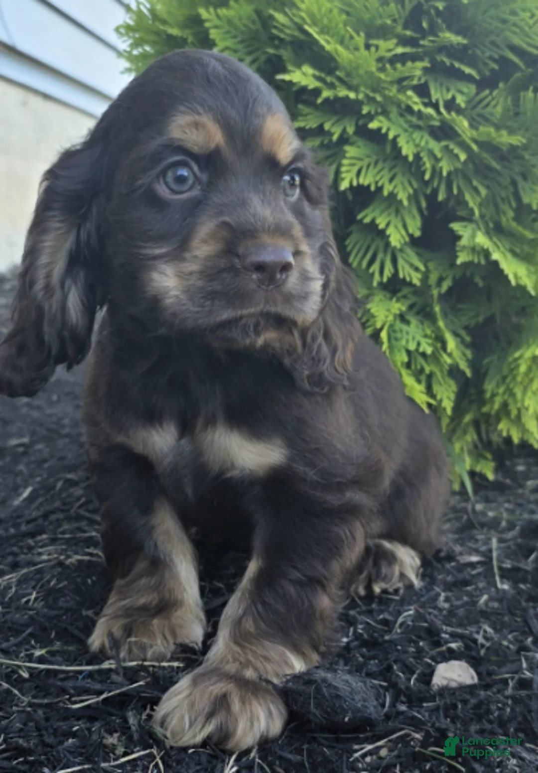 Cocker Spaniel dogs for sale: Holly - Ad 1