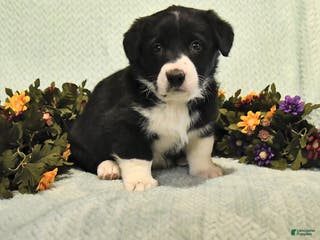 Mixed Breed dogs Jacks - Ad 31