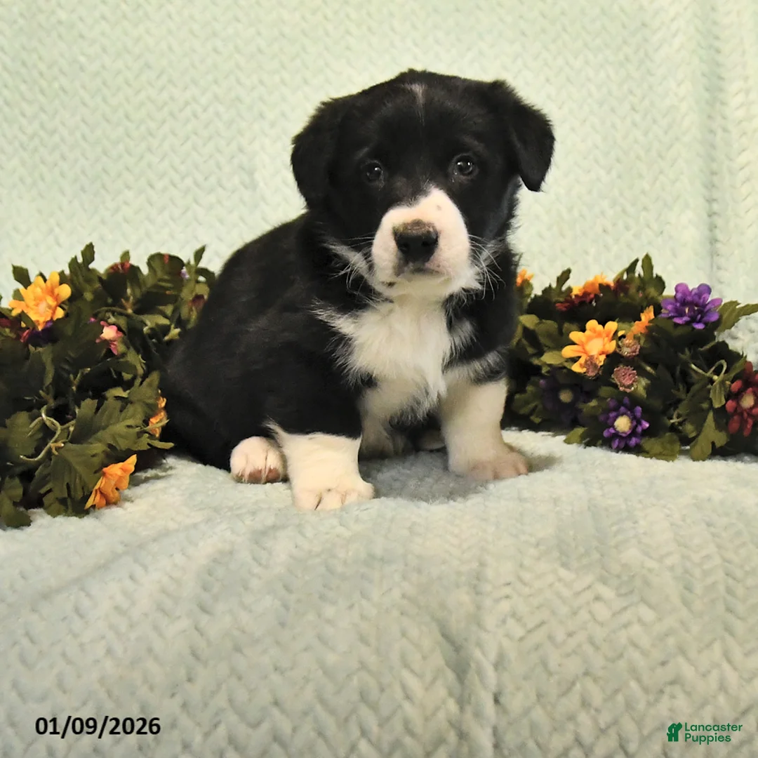 Mixed Breed dogs for sale: Jacks - Ad 1