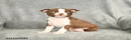 Boston Terrier dogs for sale: Daffodil - Ad 2