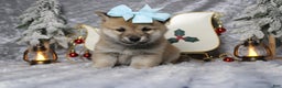 Shiba Inu dogs for sale: Gin  - Ad 4