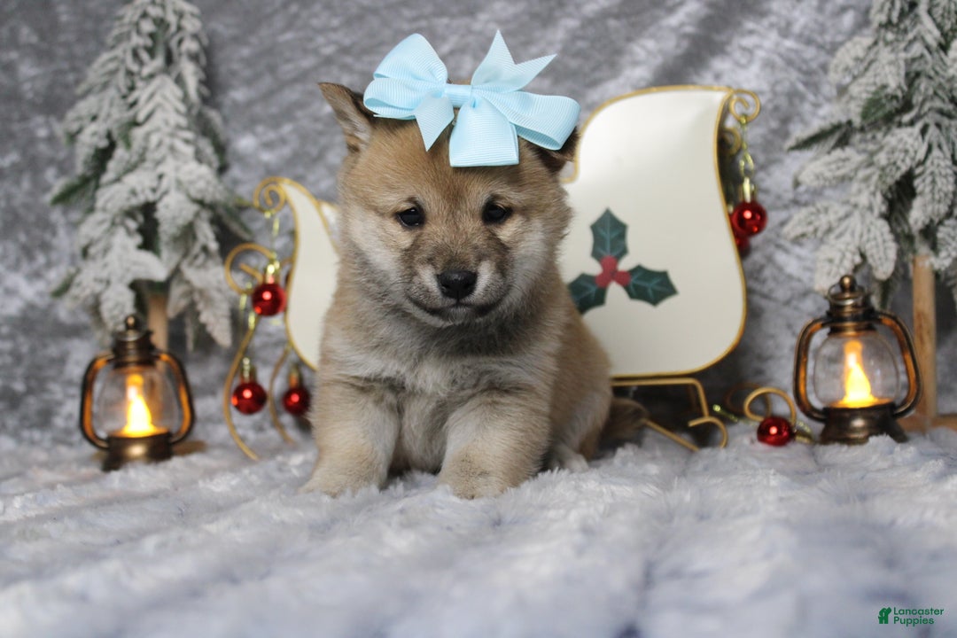 Shiba Inu dogs for sale: Gin  - Ad 4