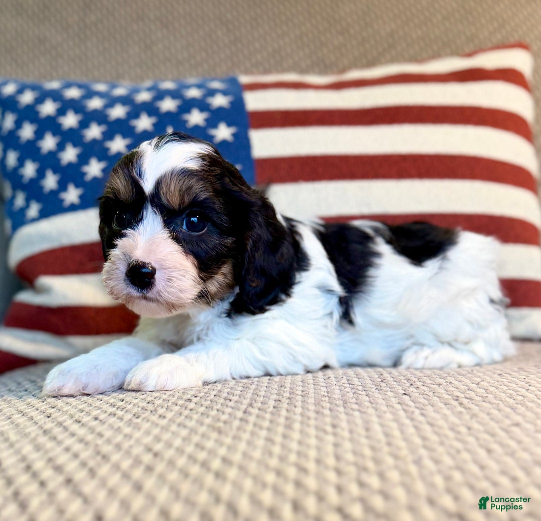 Cavapoo dogs for sale: Frosty - Ad 2