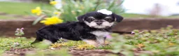 Morkie dogs for sale: Layla - Ad 6
