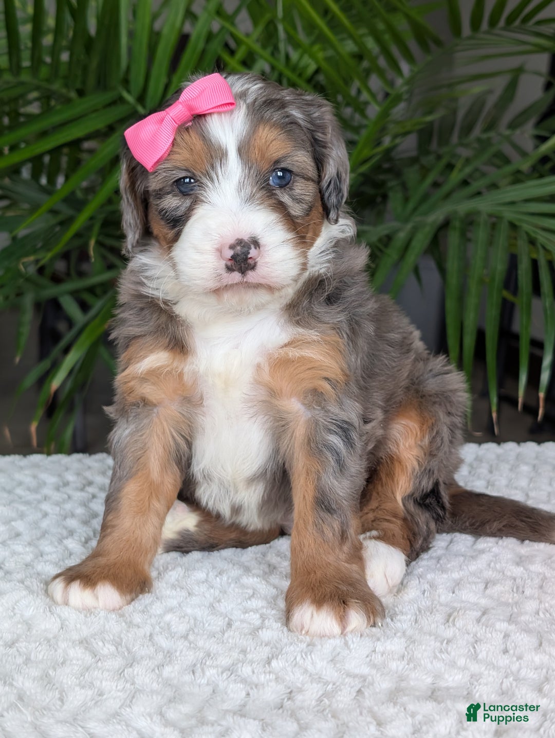 Mini Bernedoodle dogs for sale: Mini Indy  - Ad 9