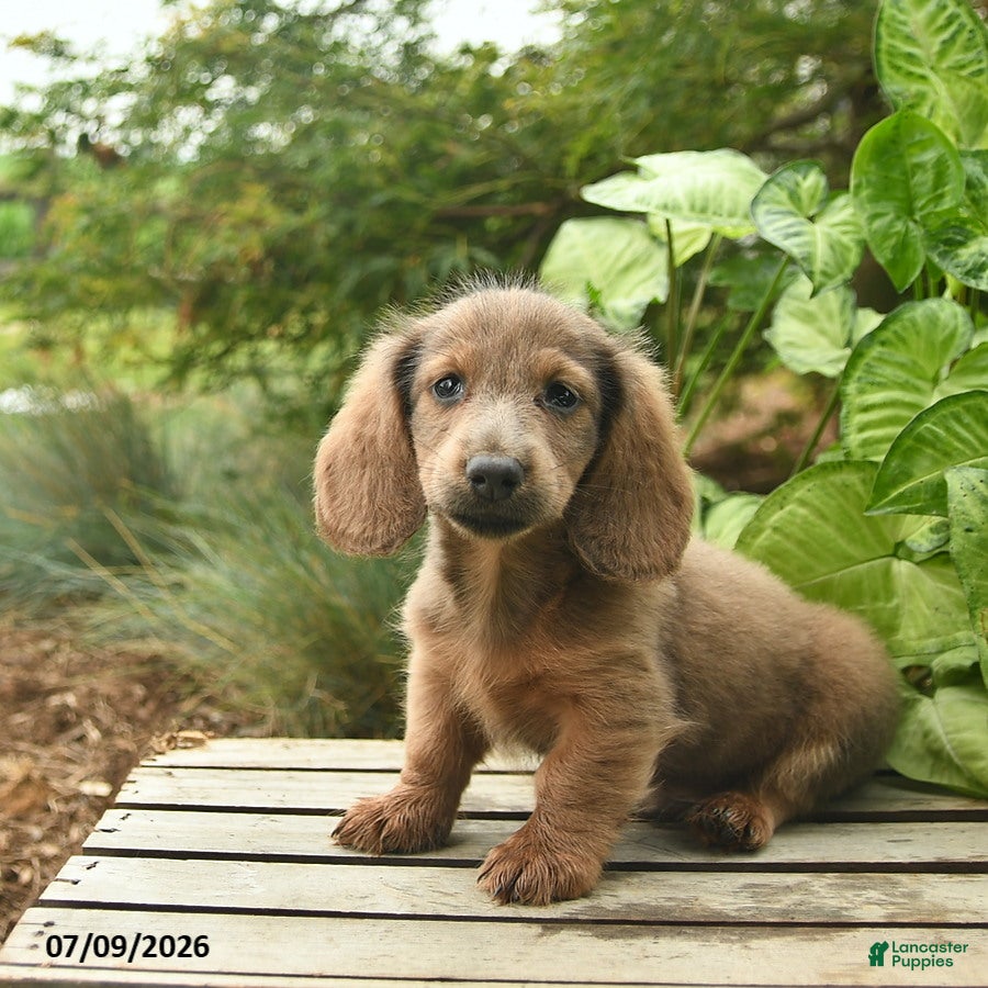 Miniature Dachshund dogs Major - Ad 1