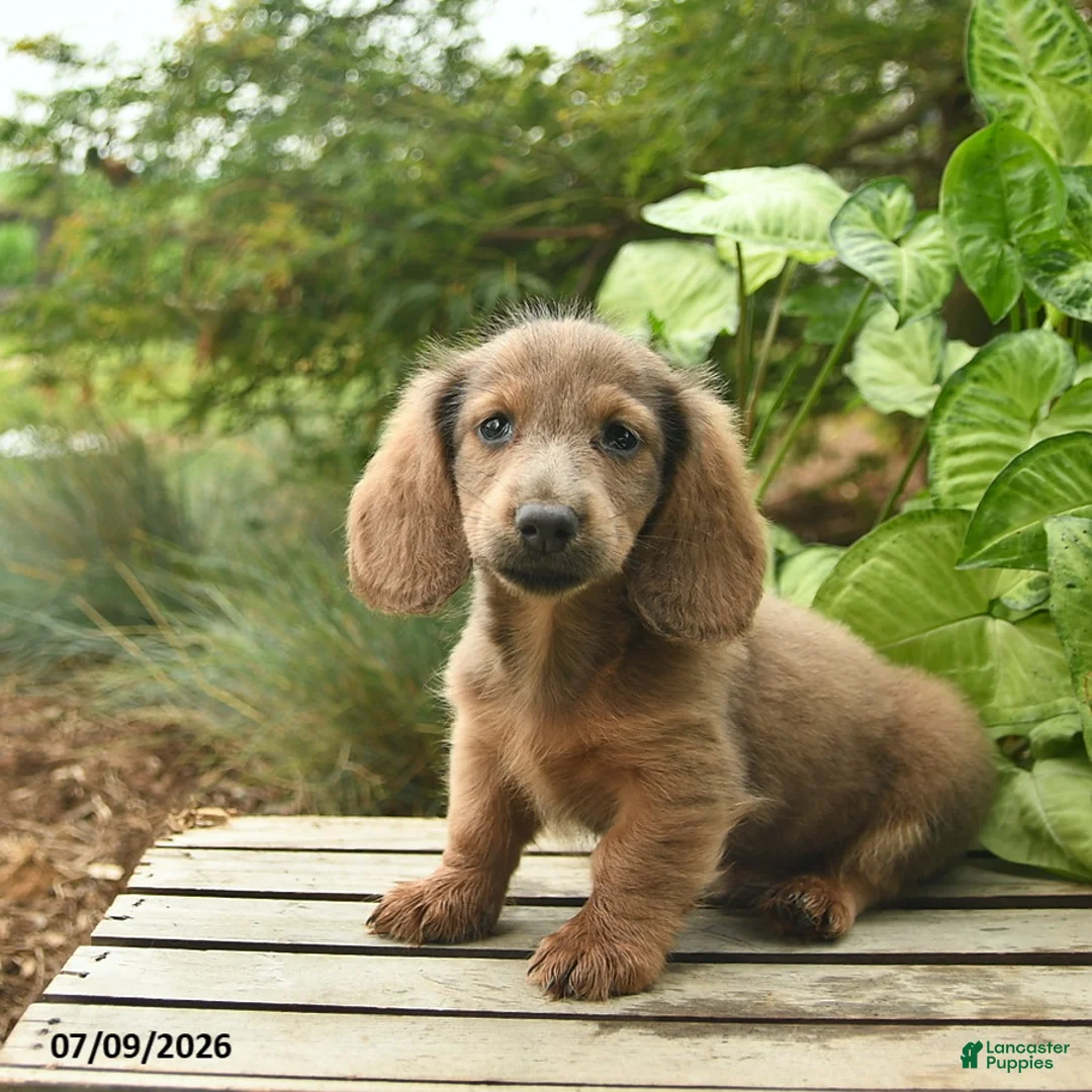 Miniature Dachshund dogs for sale: Major - Ad 1