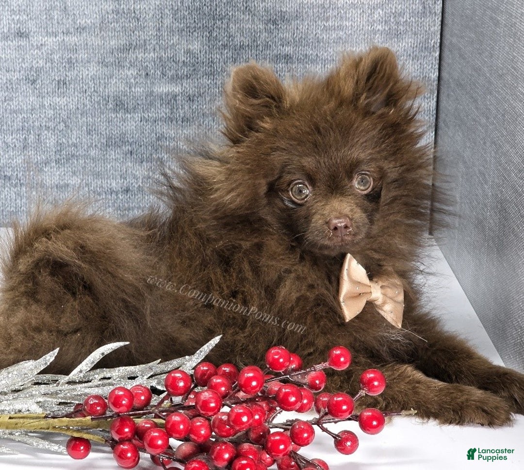 Pomeranian dogs for sale: Pomeranian Puppy 1 - Ad 7