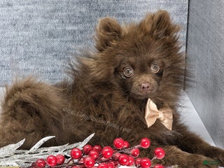 Pomeranian dogs Chocolate Chip - in his puppy uglies stage - Ad 22