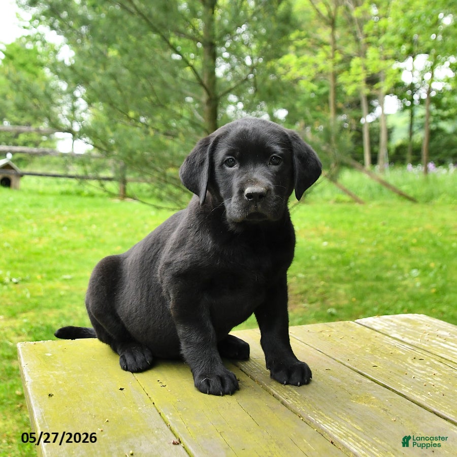 Labrador Retriever dogs Tasha - Ad 1