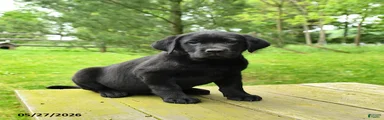 Tasha