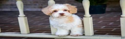 Shihpoo dogs for sale: Sullivan - Ad 16