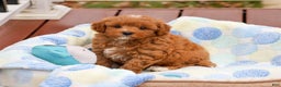 Cavapoo dogs for sale: Cade  - Ad 3