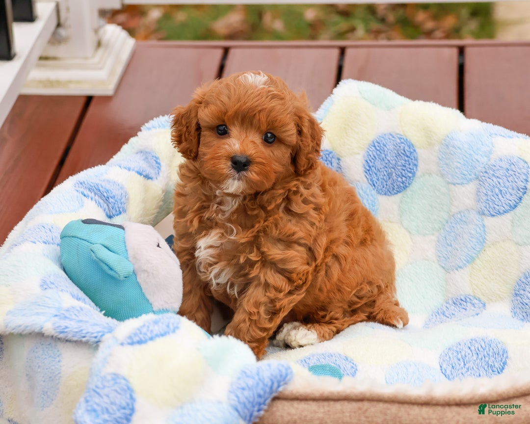 Cavapoo dogs for sale: Cade  - Ad 3