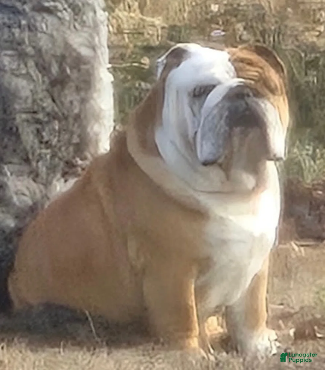 English Bulldog dogs for sale: English Bulldog 5 - Ad 8