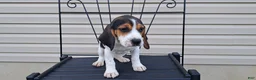 Beagle dogs for sale: LUCY - Ad 4