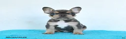 French Bulldog dogs for sale: Dozer - Ad 4