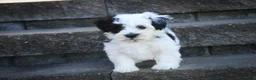 Havanese dogs for sale: Penny Havanese  - Ad 6