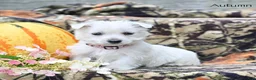 West Highland Terrier dogs for sale: Autumn  - Ad 4