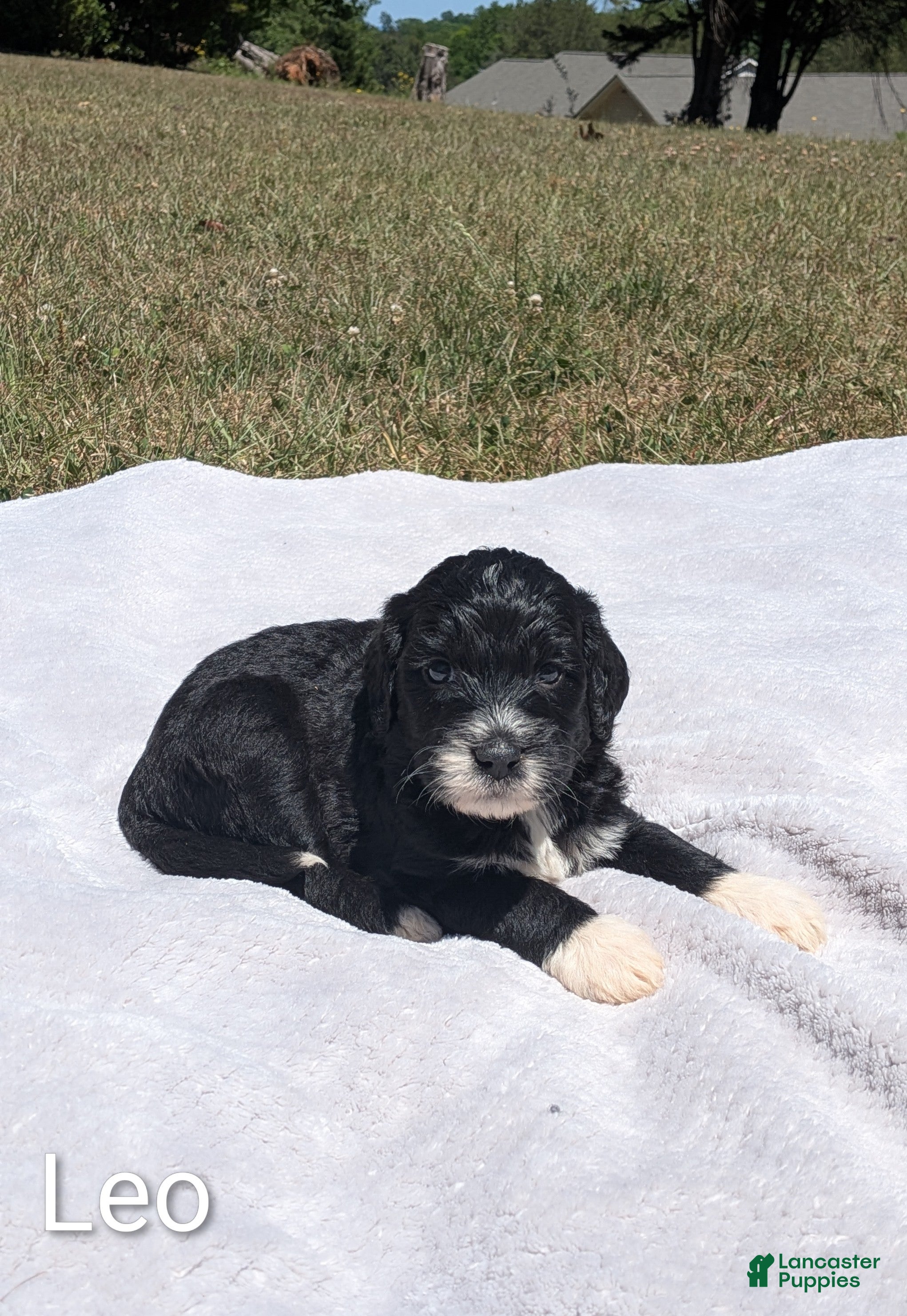 Mixed Breed dogs Leo - Ad 1