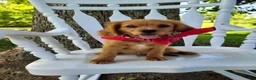 Cavapoo dogs for sale: Cavapoo Puppy 3 - Ad 6