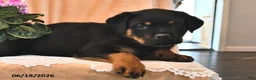 Rottweiler dogs for sale: Lily - Ad 3