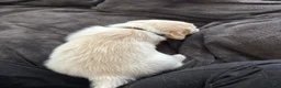 Mixed Breed dogs for sale: Black Collar - Ad 2