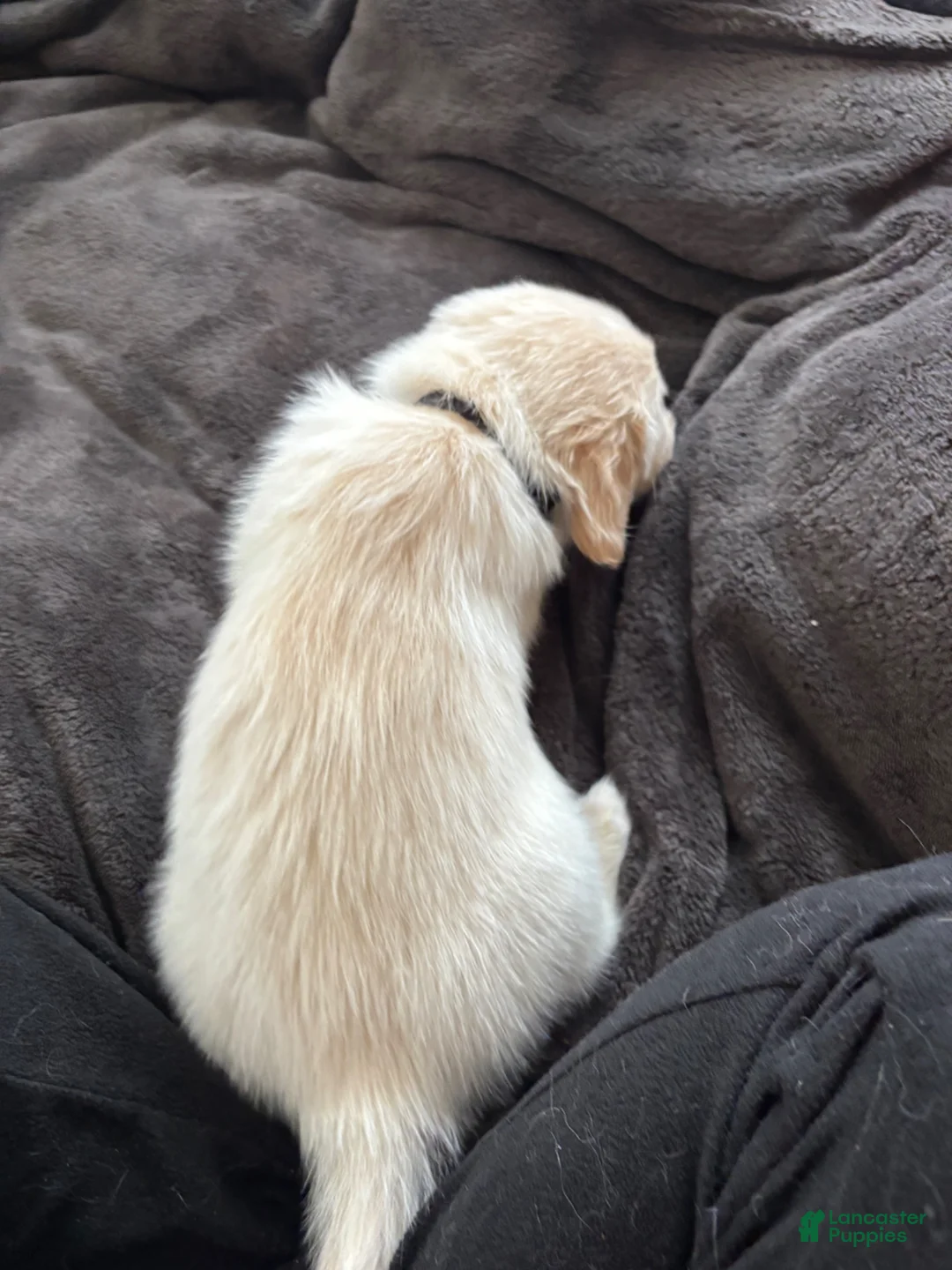 Mixed Breed dogs for sale: Black Collar - Ad 2