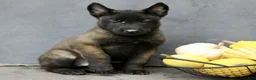 Belgian Malinois dogs for sale: Riley  - Ad 3