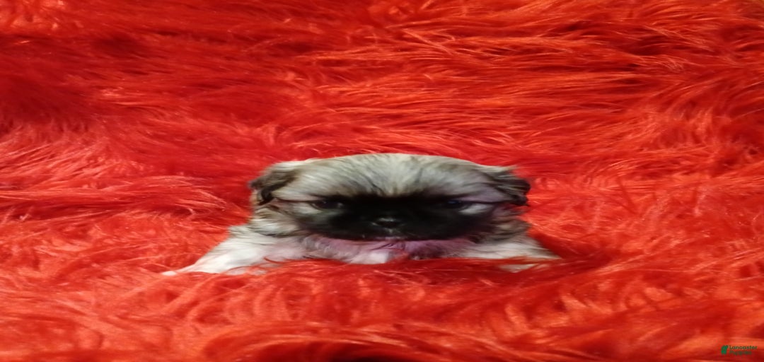 Gallery Image {{count}}