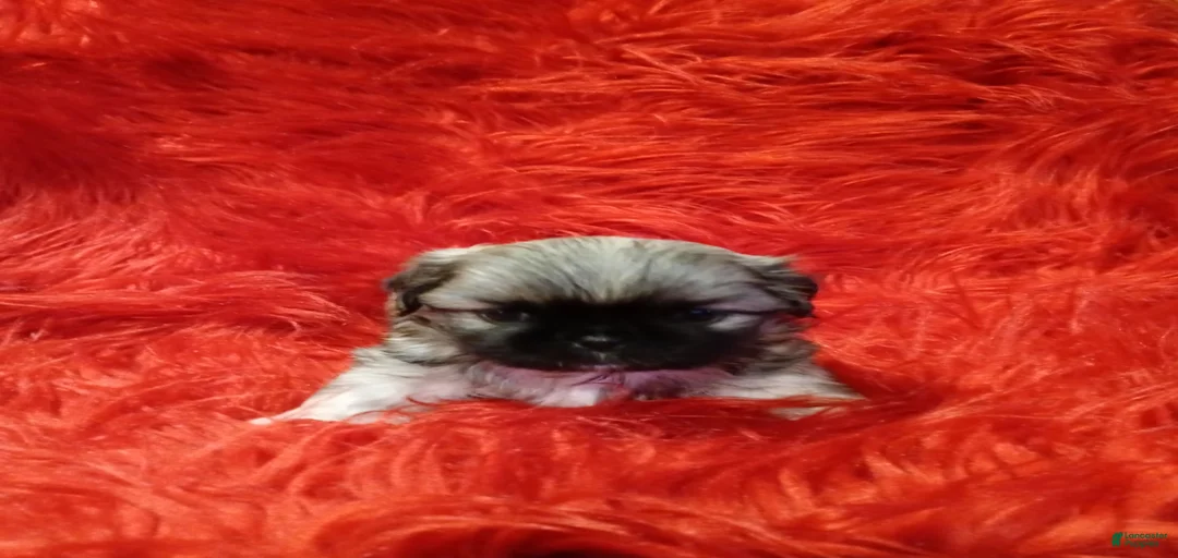 Gallery Image {{count}}