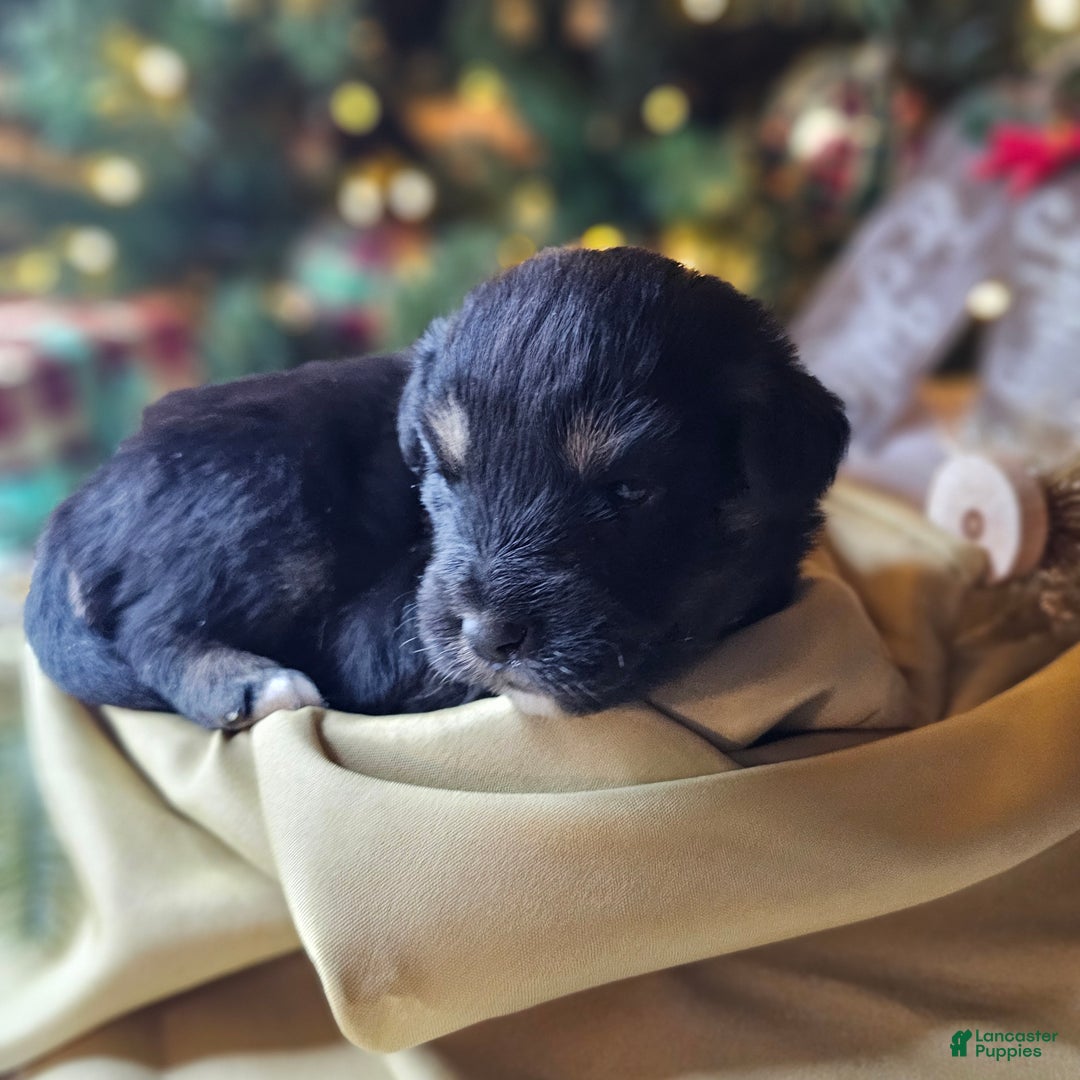 Mixed Breed dogs for sale: The Enchanted Pomalier 🐾 - Ad 24