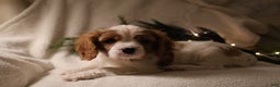 Cavalier King Charles Spaniel dogs for sale: Leo - Ad 10