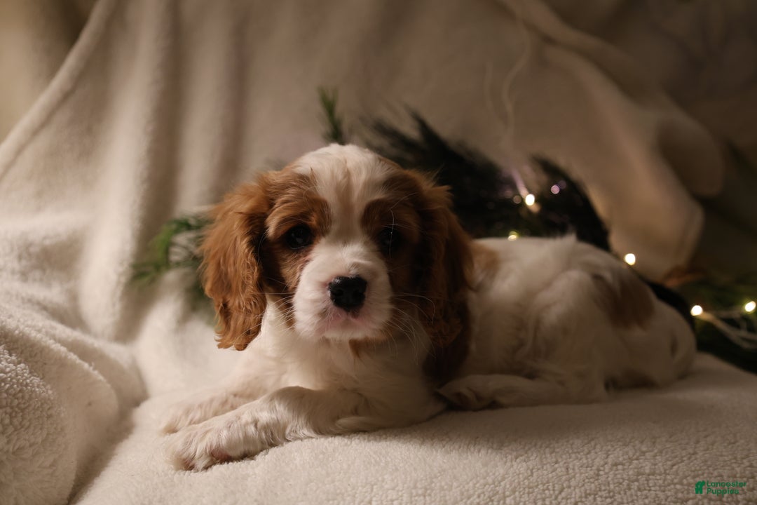 Cavalier King Charles Spaniel dogs for sale: Leo - Ad 10