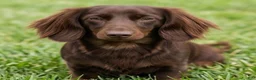 Miniature Dachshund dogs for sale: AKC Cody - Ad 8
