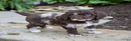 Mixed Breed dogs for sale: Fern - Ad 4
