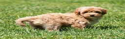 Havapoo dogs for sale: Tasha - Ad 6