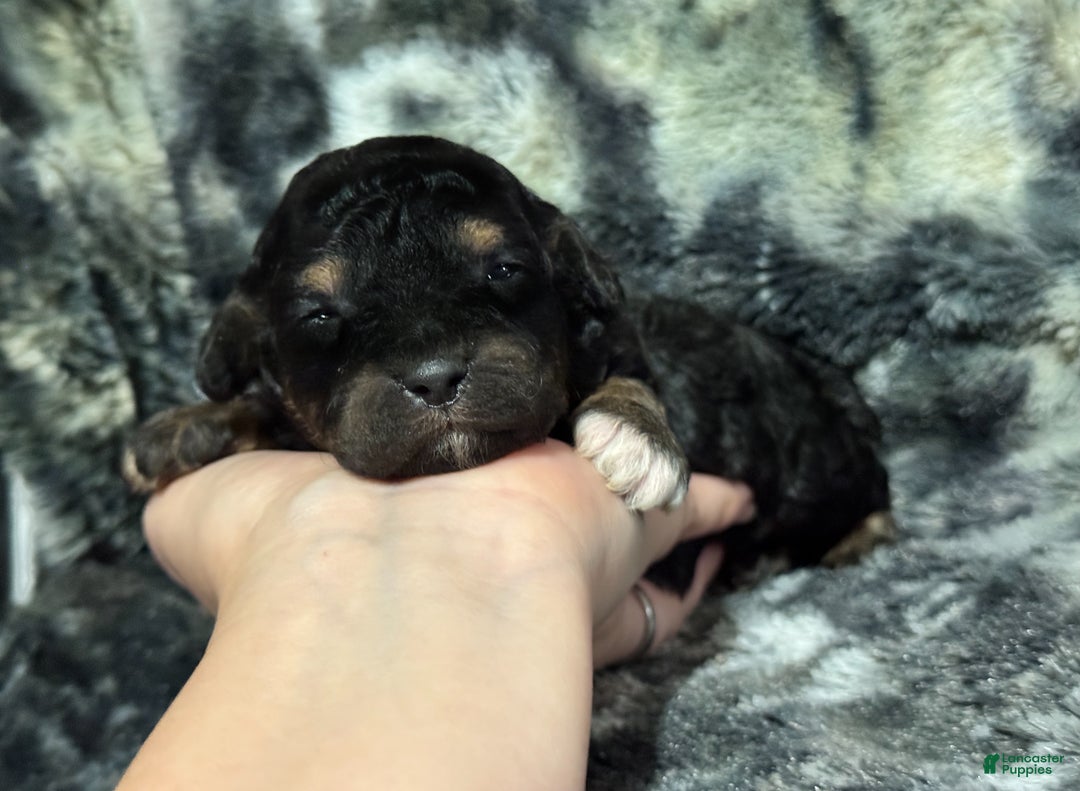 Toy Poodle dogs for sale: Shadow  - Ad 2