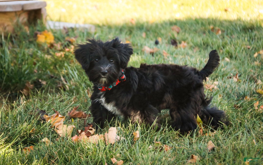 Morkie dogs for sale: Mackintosh - Ad 4